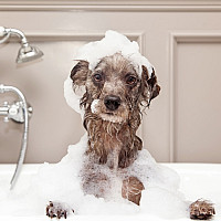 Victoria’s Day Spa for Pets - Voice Reels