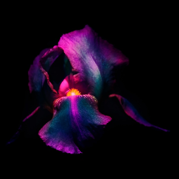 A Flower’s Purpose - Voice Reels